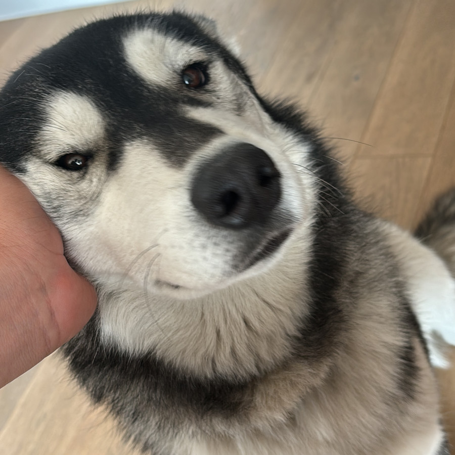 HERMOSO PELUDITO | Raza Husky Siberiano | En Adopción