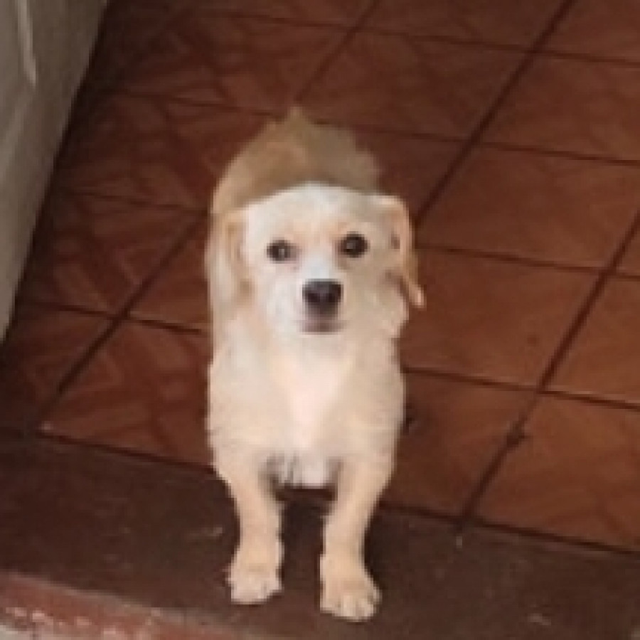  | Raza Mestiza | Encontrada