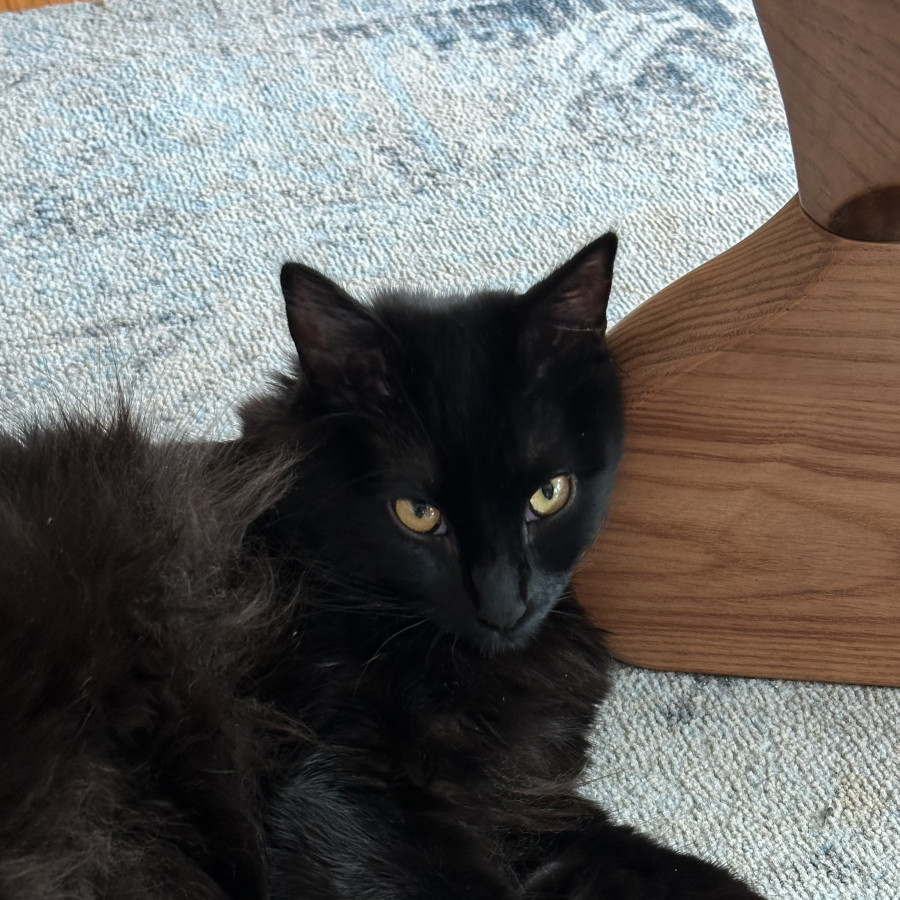 BENITO | Raza Angora Turco Negro | Perdido