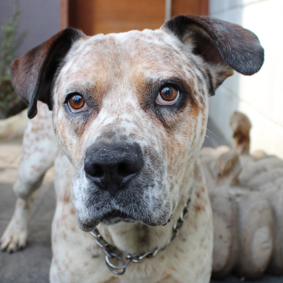  | Raza Mestizo, cruza de American Pitbull Terrier | Encontrado