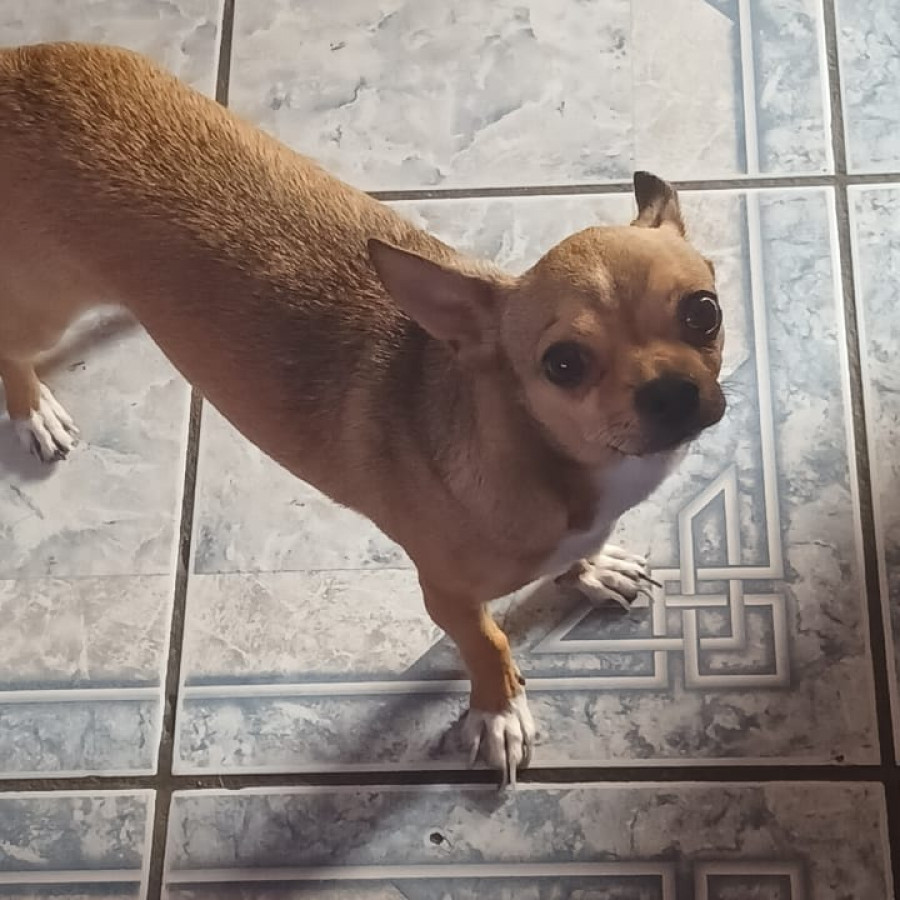 KIRITO | Raza Chihuahua | Perdido