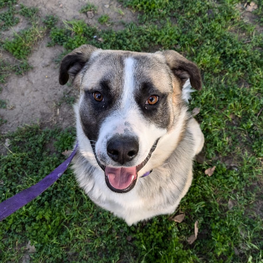 MAUI | Raza Mestizo, cruza de American Pitbull Terrier con Pastor Alemán | En Adopción