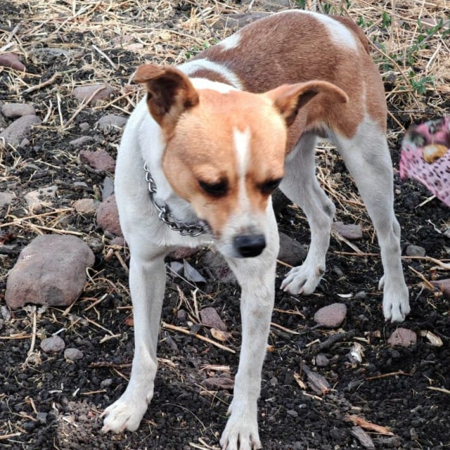 TRIBILÍN | Raza Mestizo, cruza de Jack Russell Terrier | Perdido