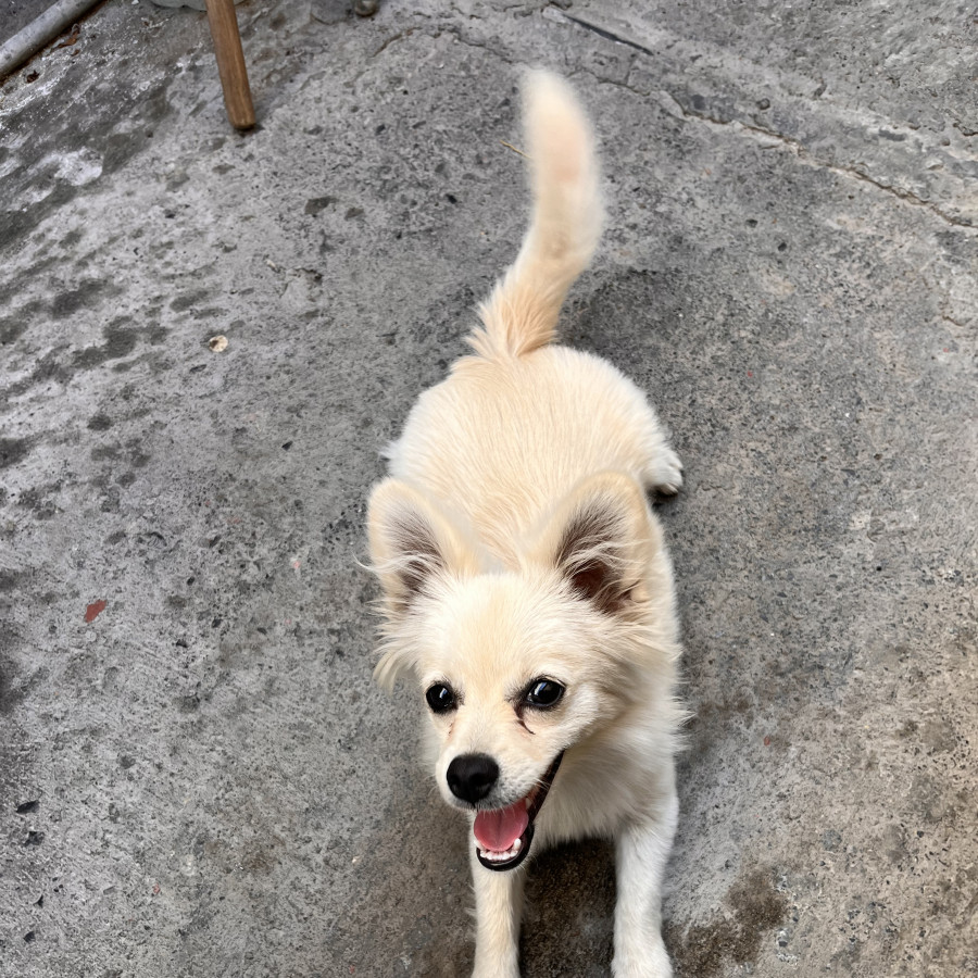 SANDY PERRURIS | Raza Mestiza,  cruza de Chihuahua con Pomerania | Perdida