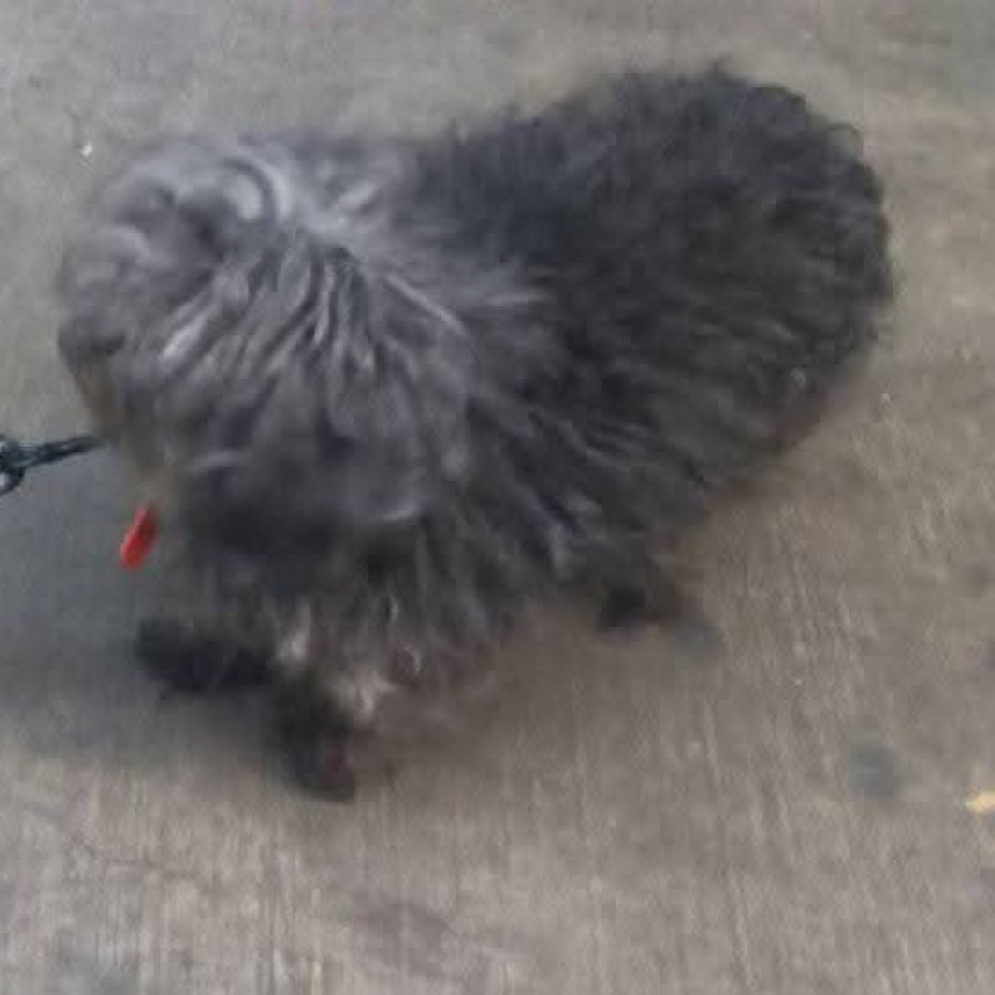 LUPITA | Raza French Poodle o Caniche | Perdida