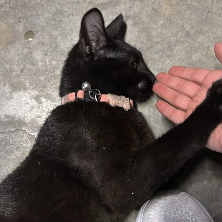  | Raza Bombay | Encontrada