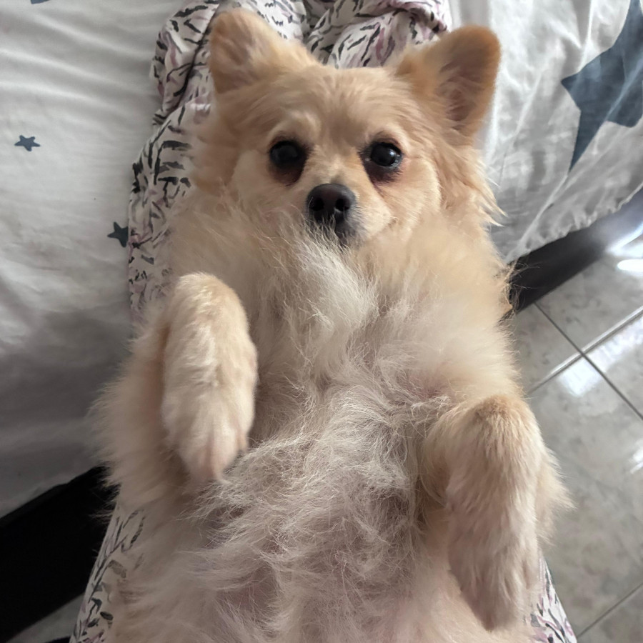 SKY | Raza Pomerania | Perdida
