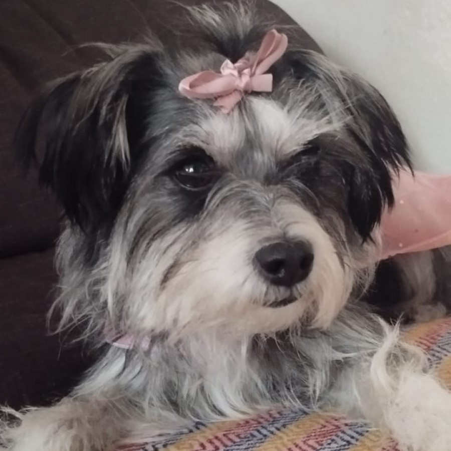 CHIQUIS | Raza Mestiza, cruza de Schnauzer con Chihuahua | Perdida