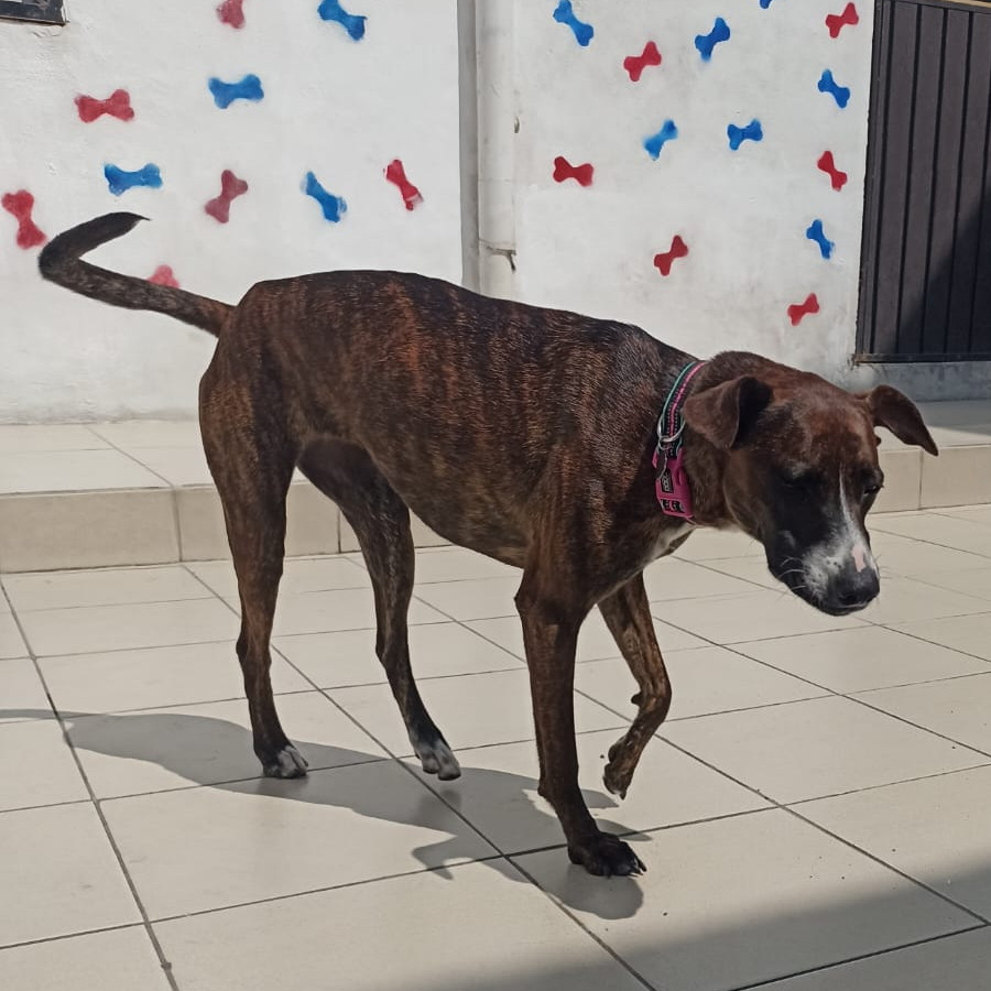 RAMITA | Raza Mestiza, cruza de American Pitbull Terrier con Bóxer | Final Feliz