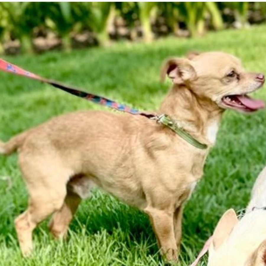 SPIKE | Raza Chihuahua | Perdido