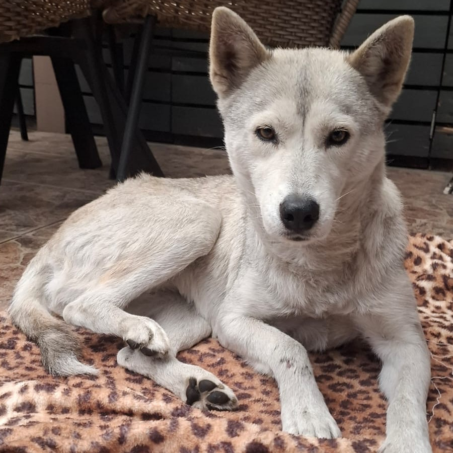  | Raza Mestiza, cruza de Husky Siberiano | Encontrada