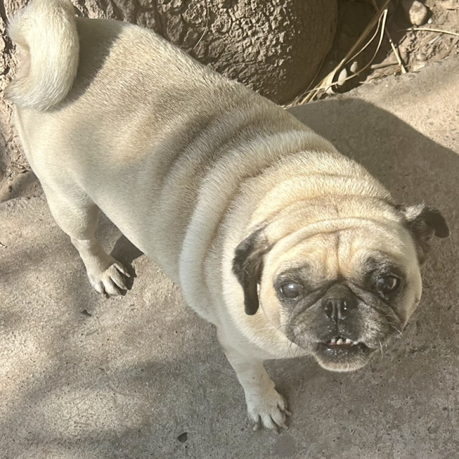 CAMILA | Raza Pug o Carlin | Perdida