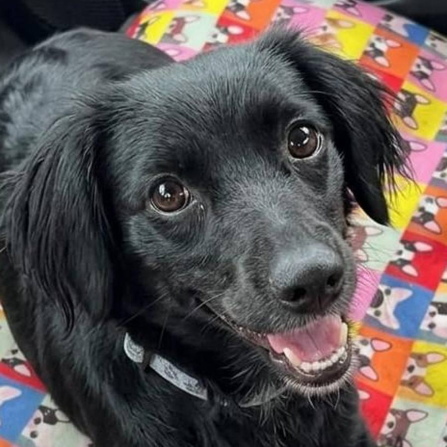 ITZIA | Raza Mestiza, cruza de Cocker Spaniel | Perdida