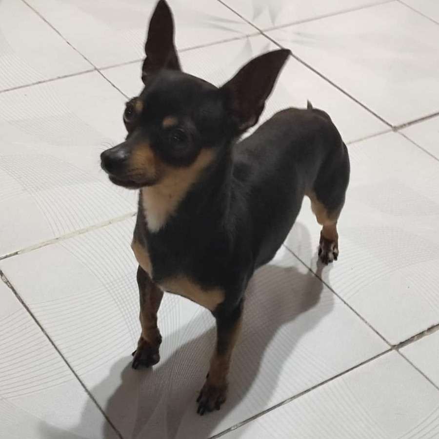 MICKY | Raza Chihuahua | Perdido