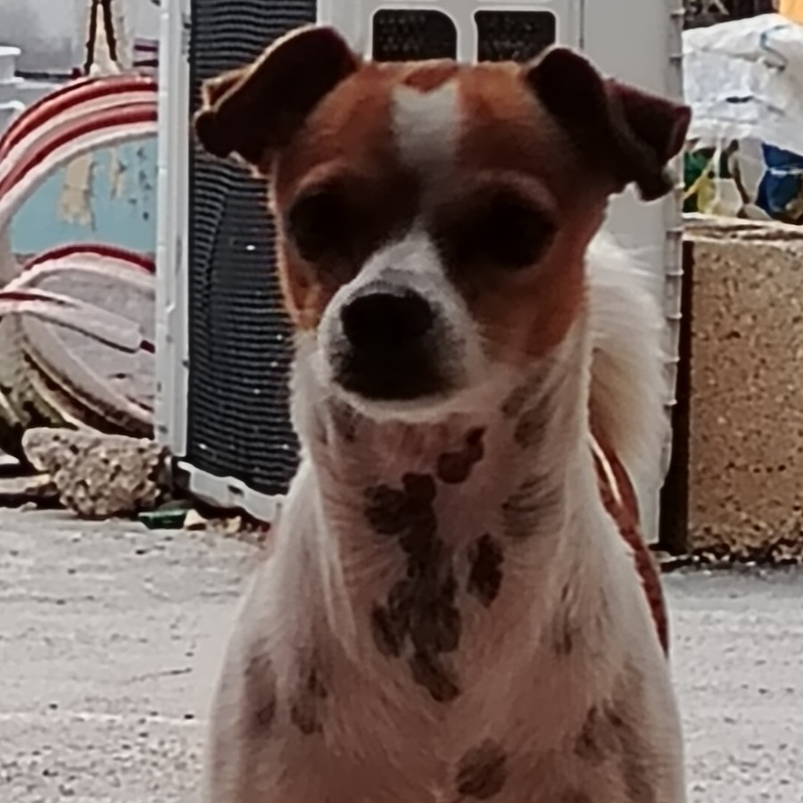 TEDDY | Raza Chihuahua | Final Feliz