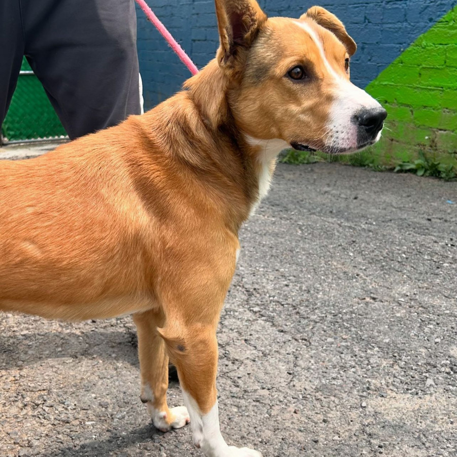 HERMOSO PELUDITO | Raza Criollo | En Adopción