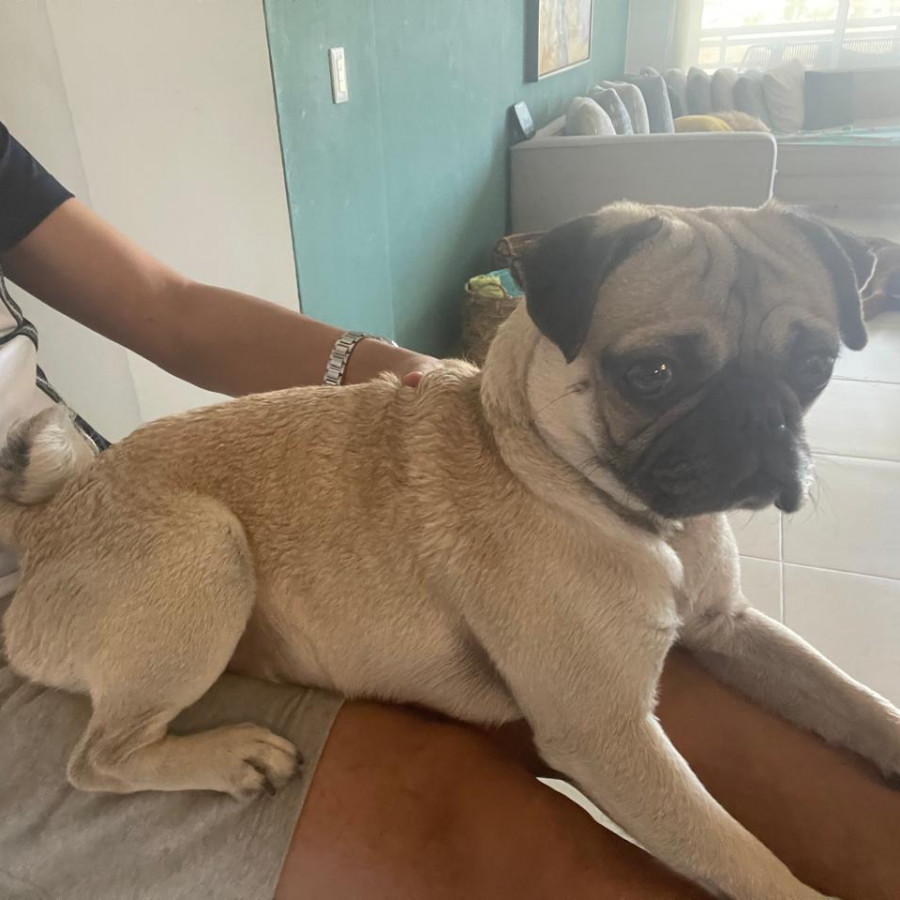 BRUNO | Raza Pug o Carlin | Perdido