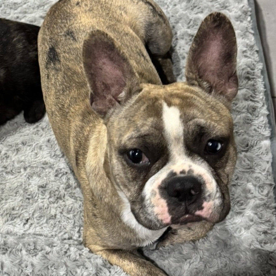 BENITO | Raza Bulldog Francés  | Perdido
