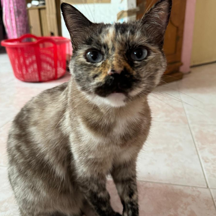 AVENA | Raza Calicó de pelo corto color carey | Final Feliz