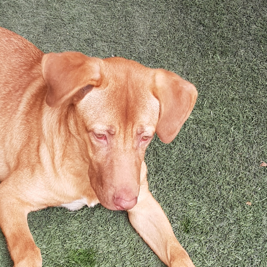 TOBI | Raza Mestizo, cruza de Labrador | En Adopción