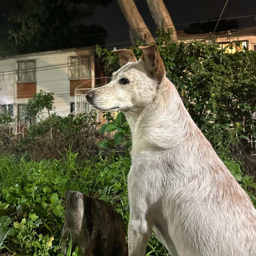 NALA | Raza Mestiza | Perdida