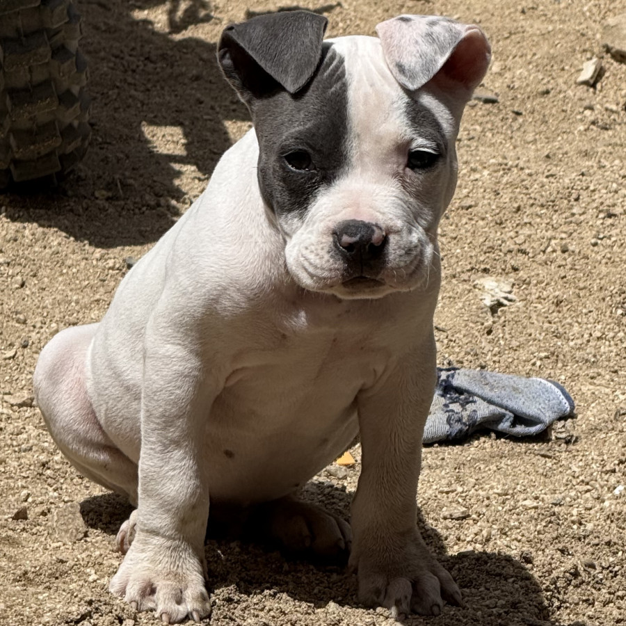 CASPER | Raza American Pitbull Terrier | Perdido