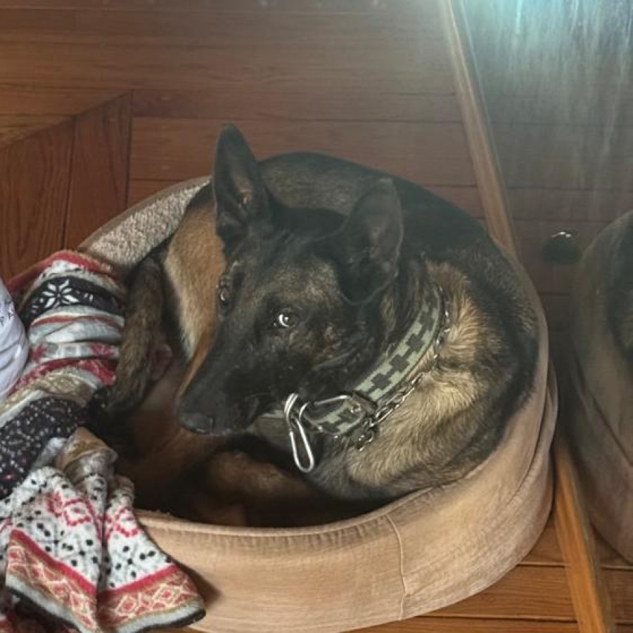 DALIA | Raza Pastor Belga Maliniois | Final Feliz