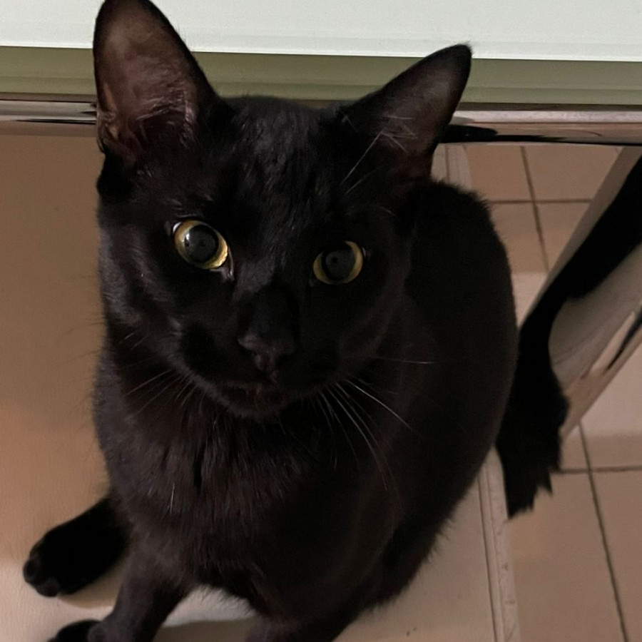 GIN | Raza Bombay | Final Feliz