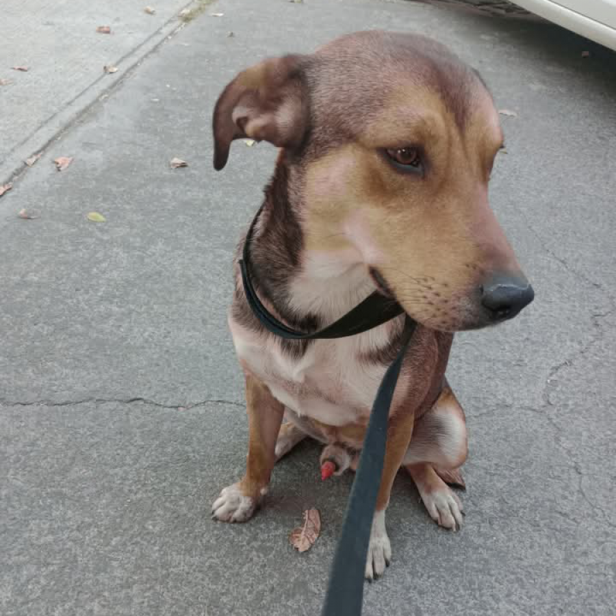  | Raza Mestizo | Encontrado