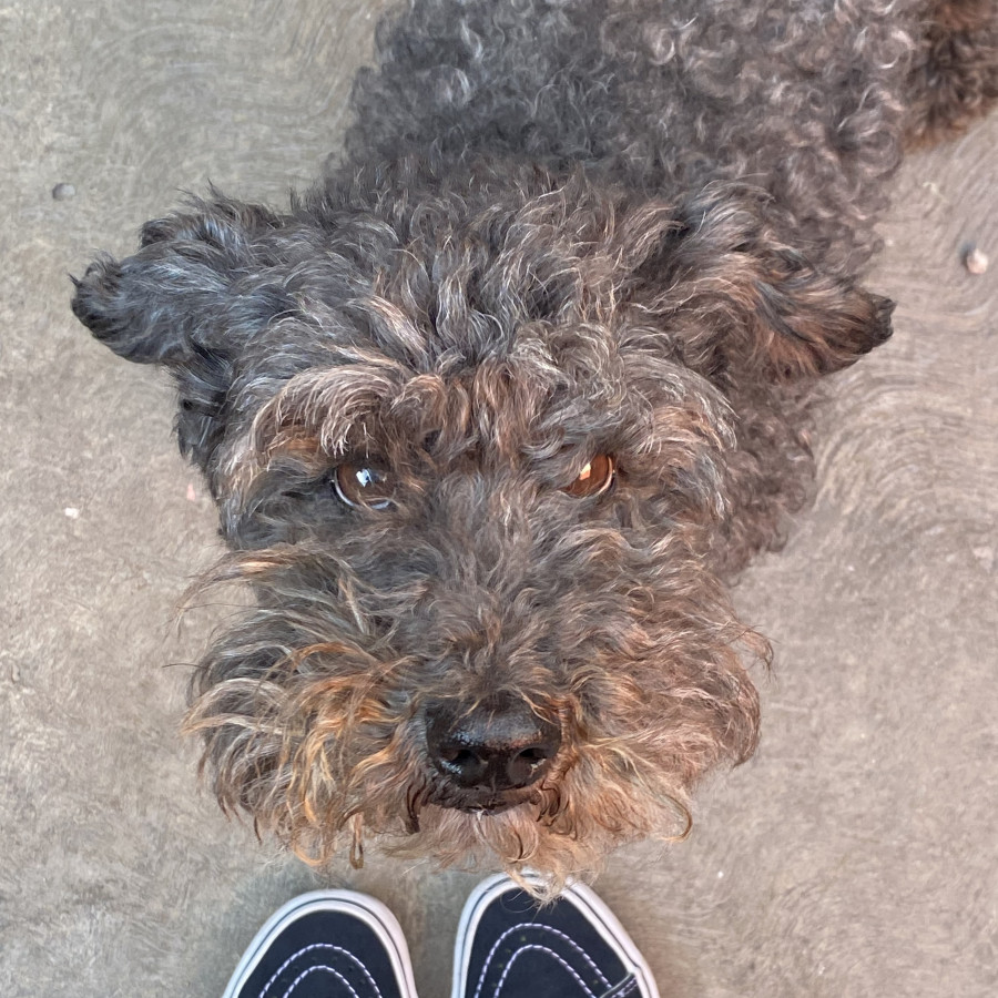 LUCAS | Raza Mestizo, cruza de French Poodle con Schnauzer,  (Schnoodle). | Perdido