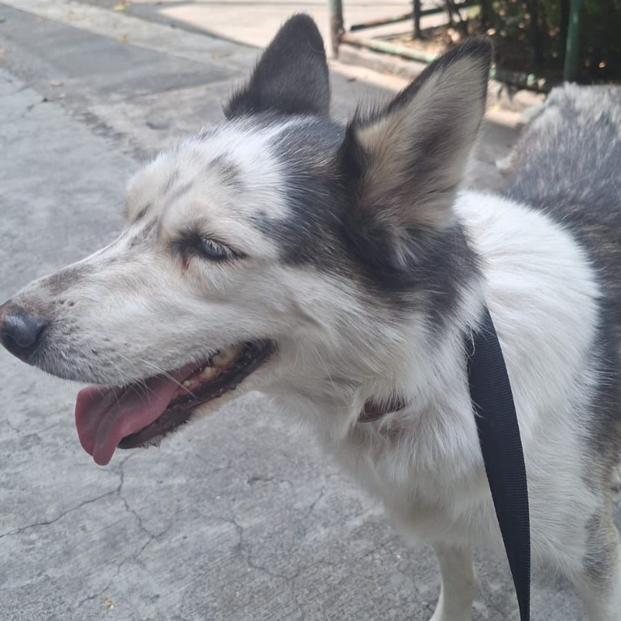  | Raza Husky Siberiano | Encontrada
