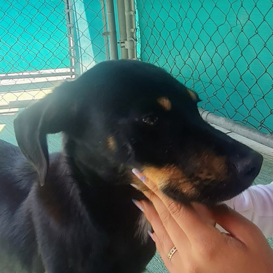 JOE | Raza Mestizo | En Adopción