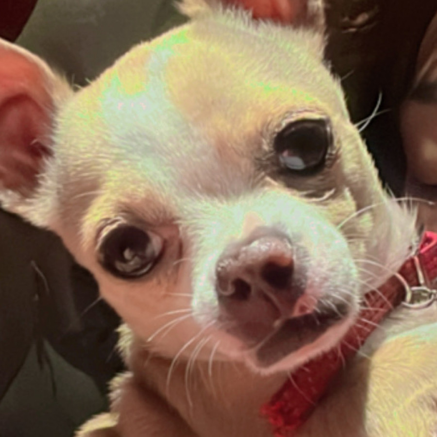 COOKIE | Raza Chihuahua | Perdida