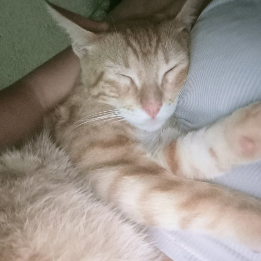 CHESTER | Raza Doméstico Américano de Pelo Corto | Perdido