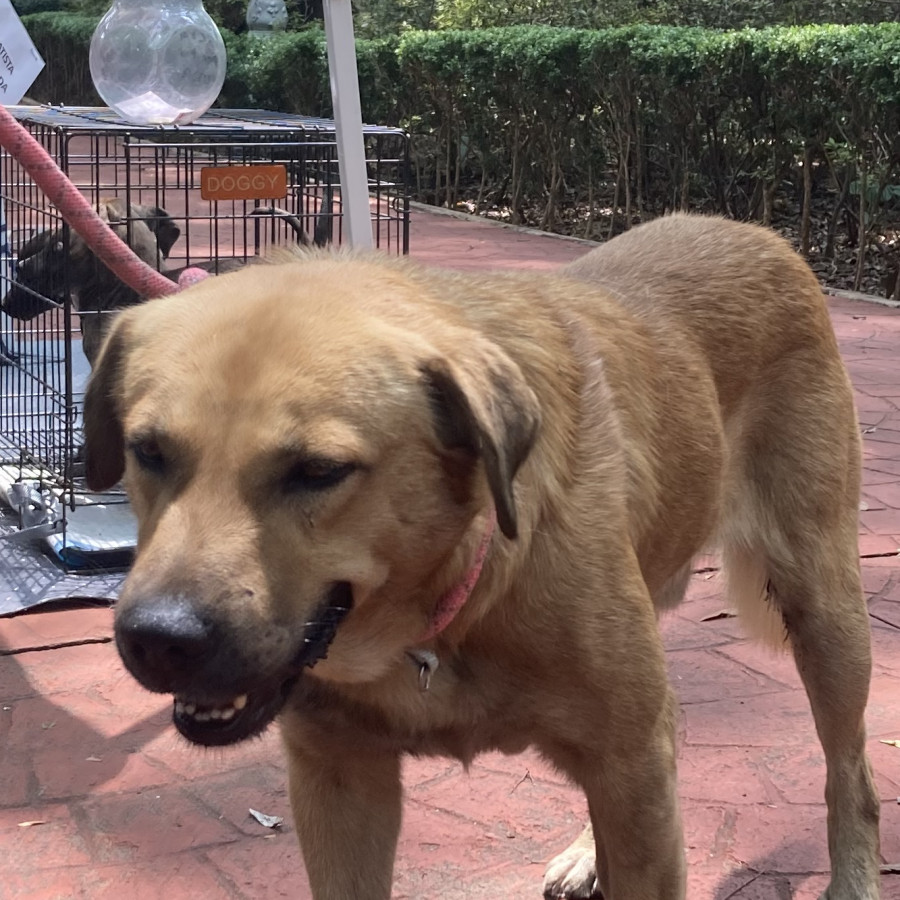  | Raza Mestizo | Encontrado