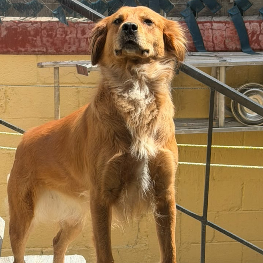 MAX | Raza Mestizo, cruza de Golden Retriever con Rottweiler | Perdido
