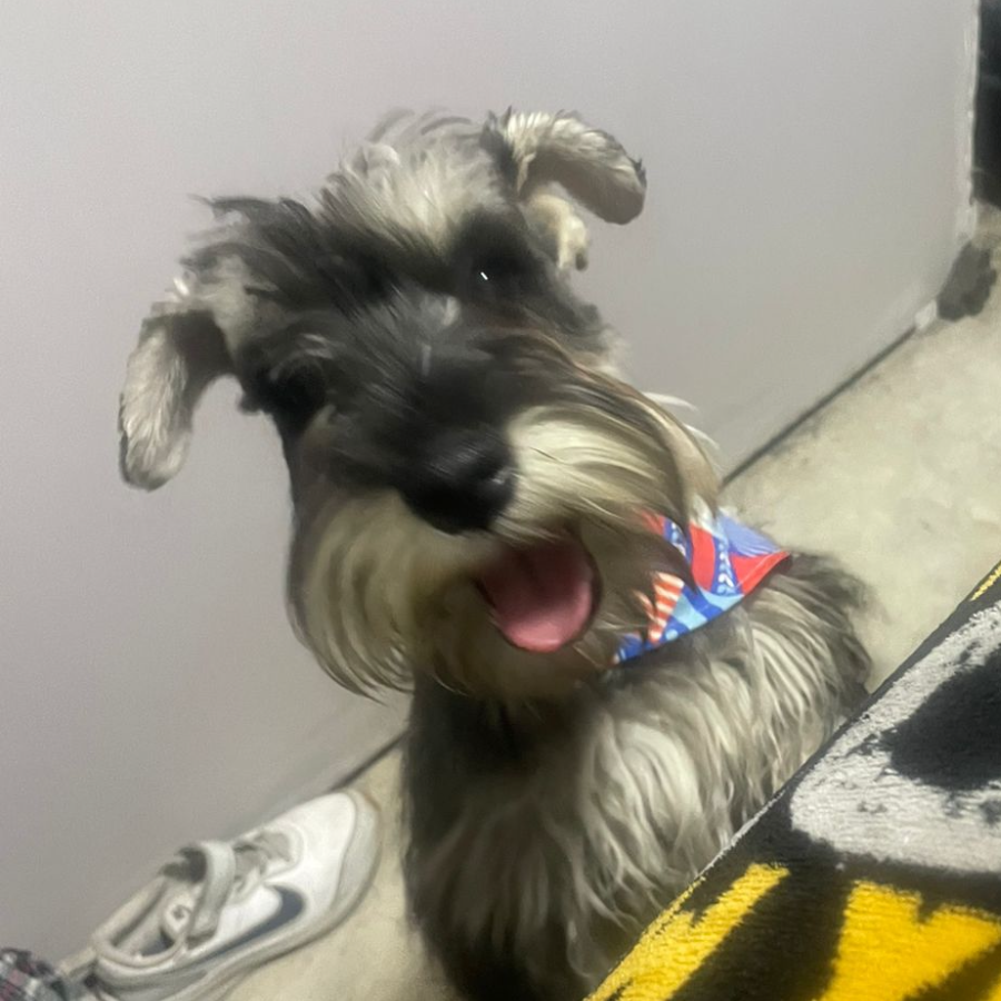 RAYO | Raza Schnauzer Miniatura  | Final Feliz