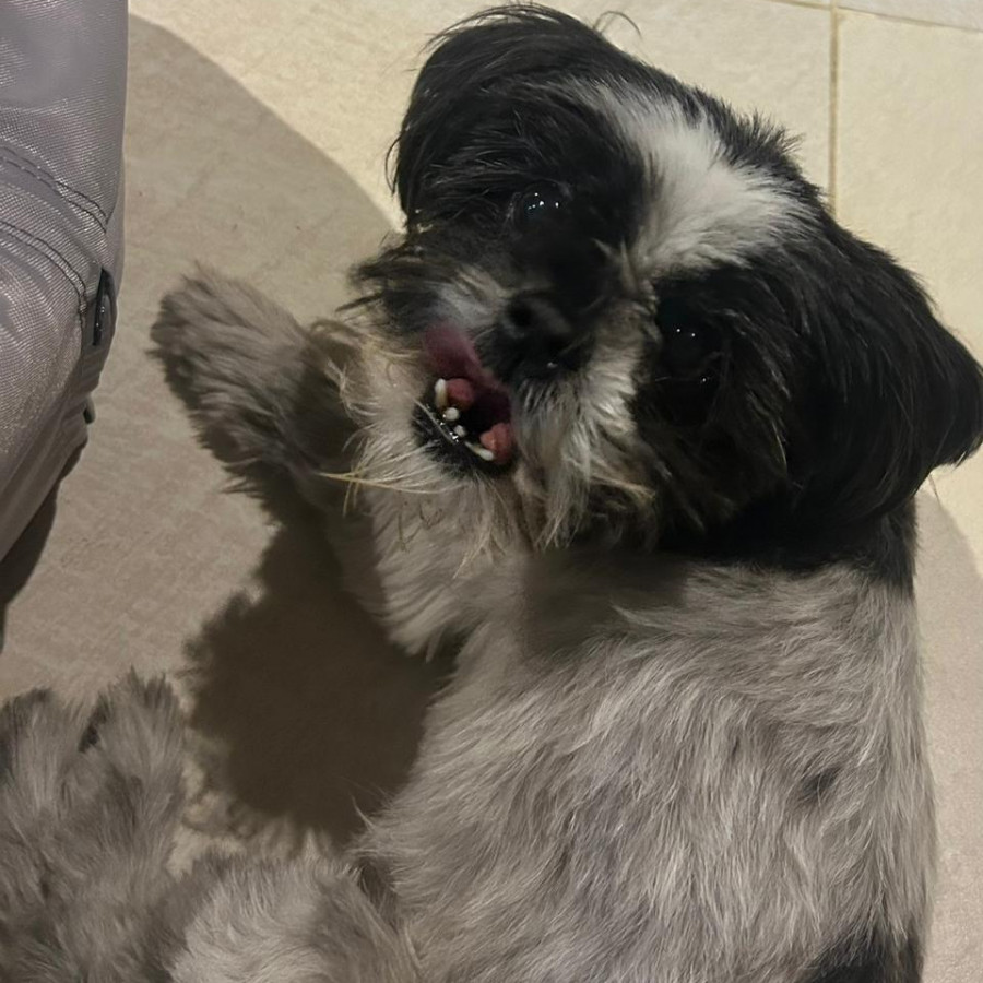 SHELBY | Raza Shih Tzu  | Perdida