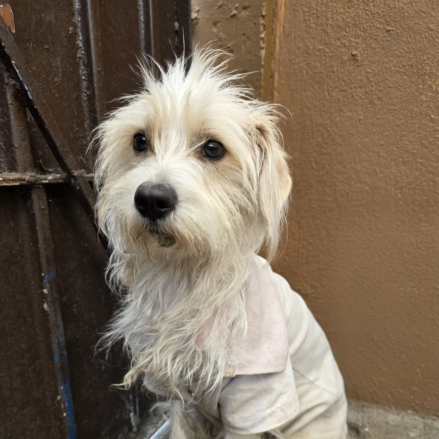  | Raza Mestizo | Encontrado