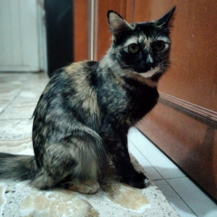 KETA | Raza Calicó de pelo semilargo | Perdida