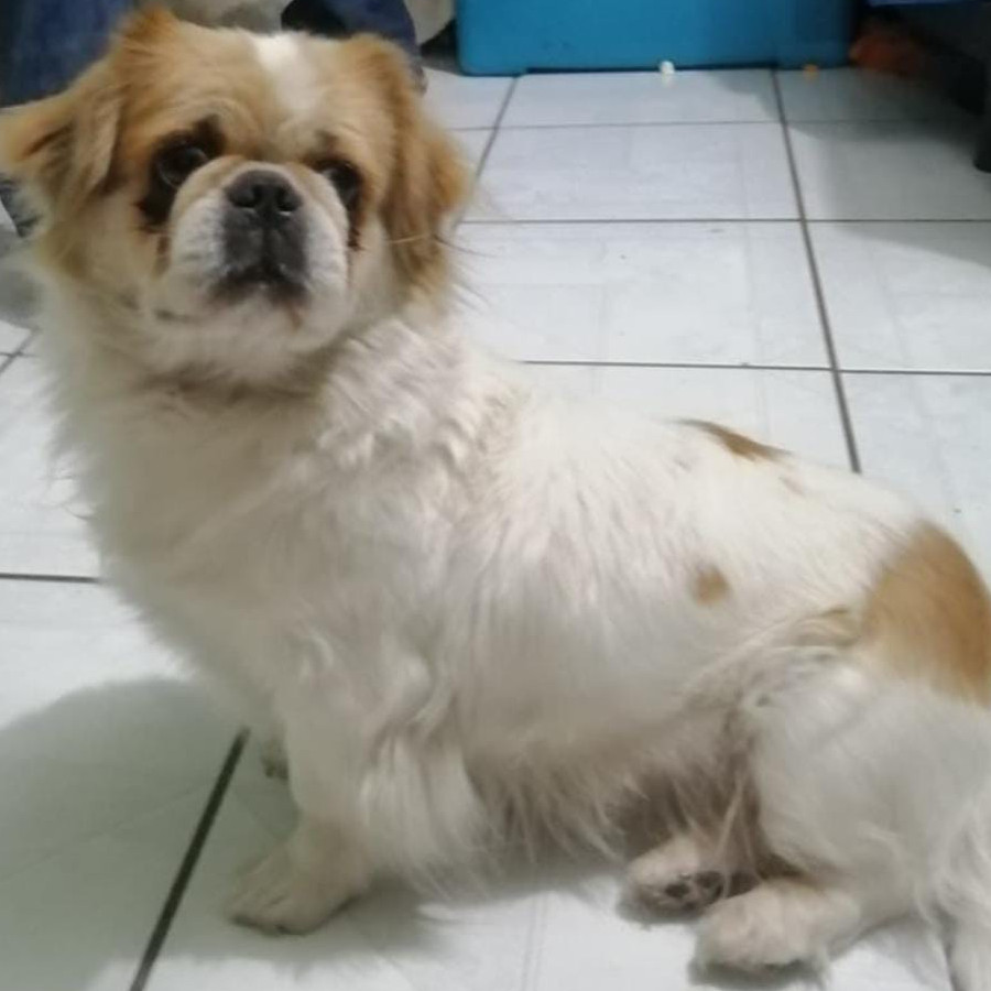 PEKY | Raza Pequinés | Perdida
