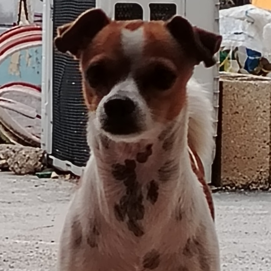 TEDDY | Raza Chihuahua | Final Feliz