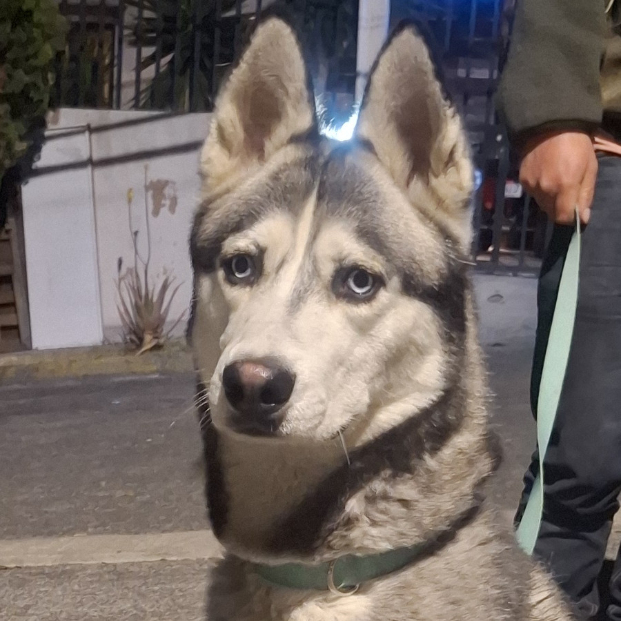  | Raza Husky Siberiano | Encontrado