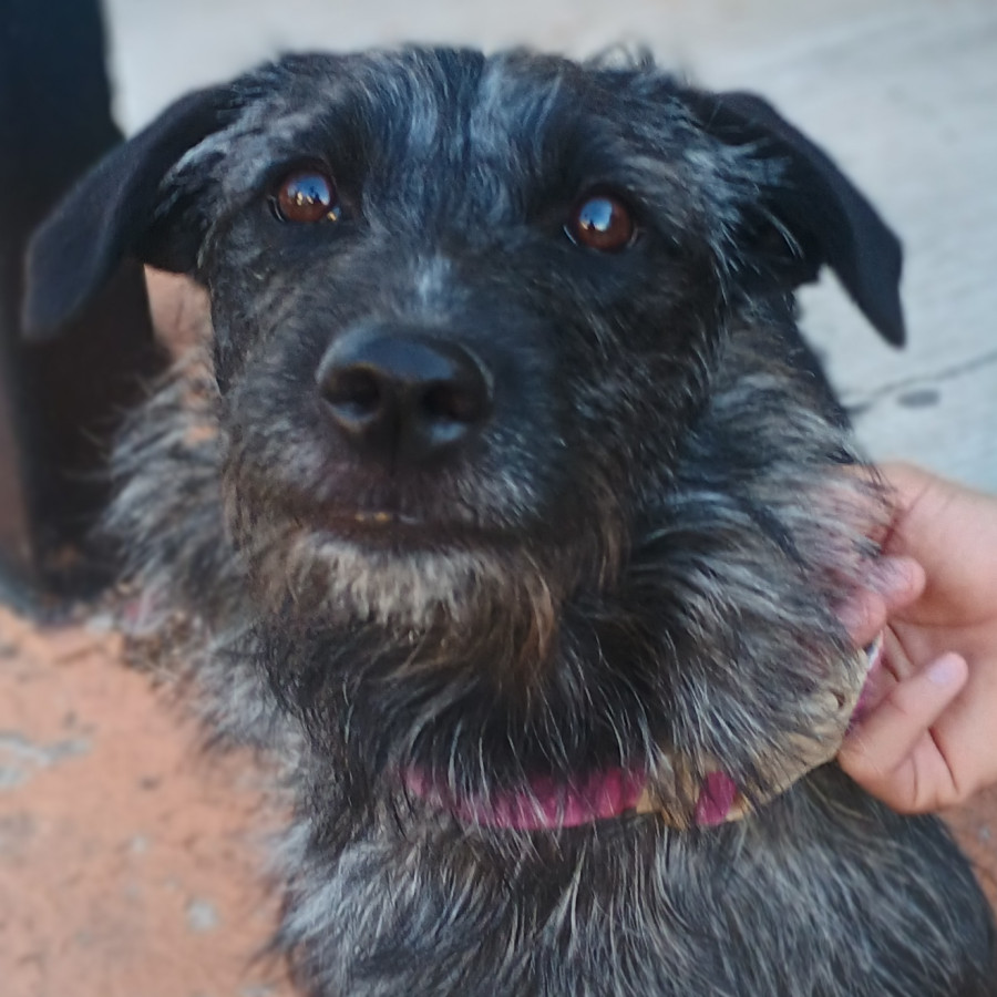 HALLEY | Raza Mestiza | Perdida
