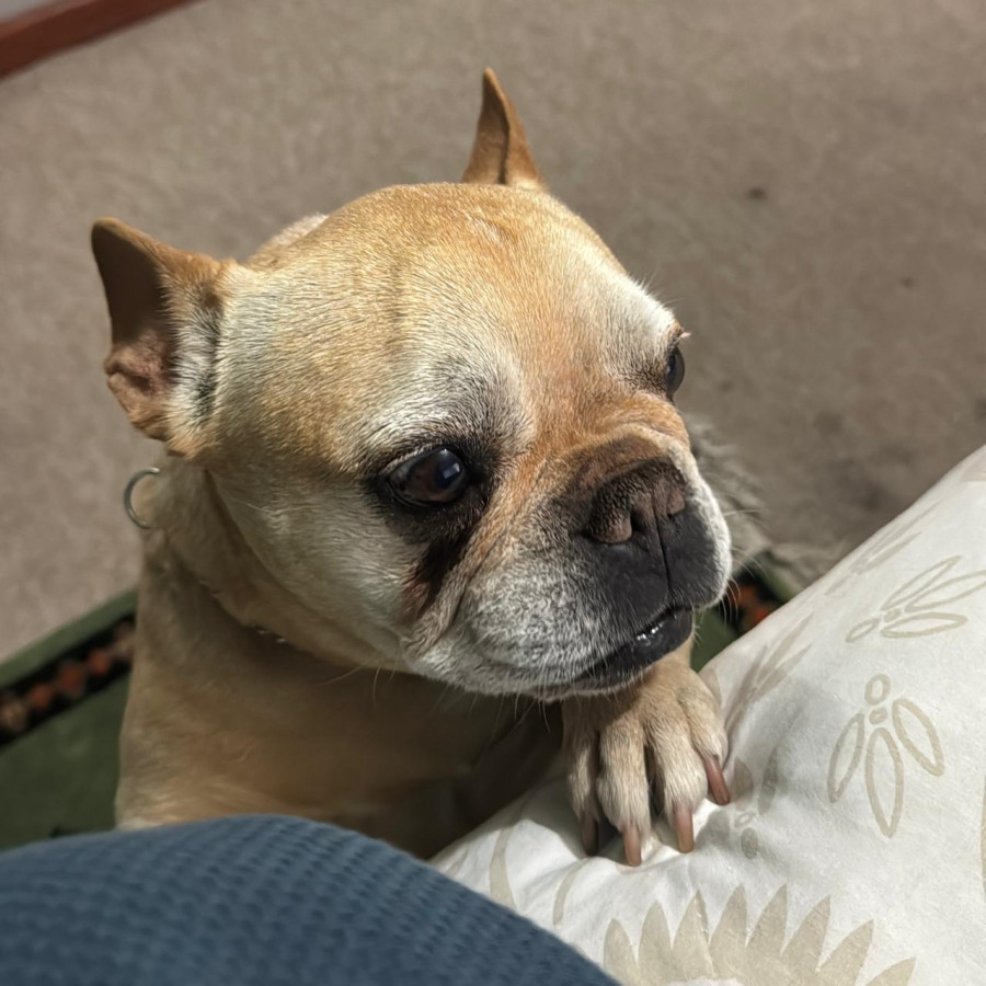 FILIPA | Raza Bulldog Francés  | Perdida