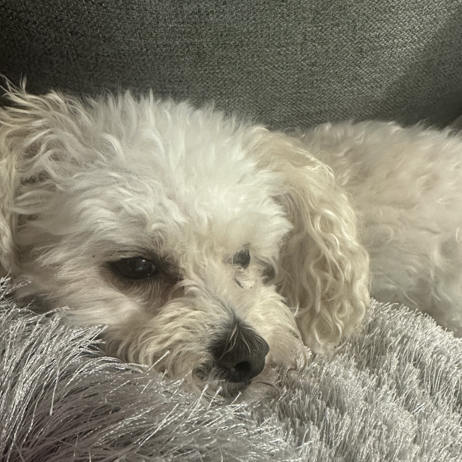 BEBÉ | Raza French Poodle o Caniche | Perdida