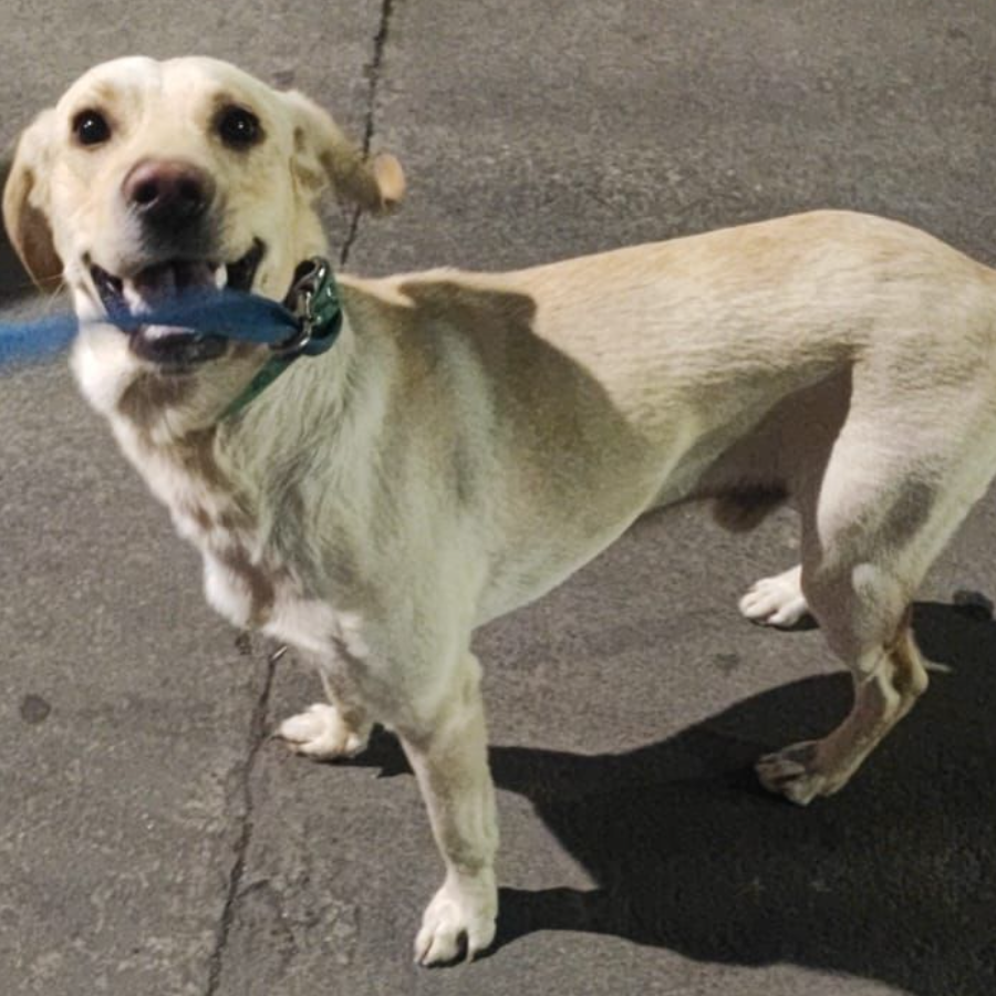  | Raza Labrador  | Final Feliz