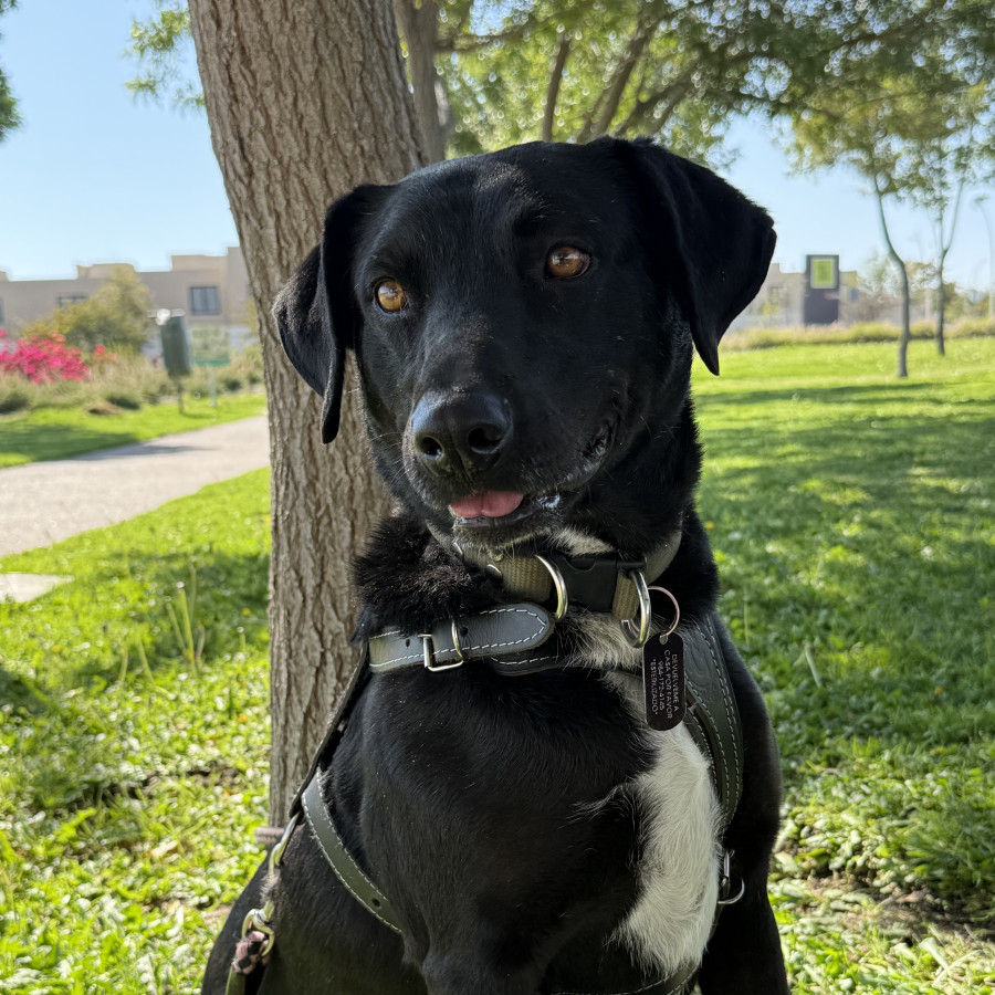 NEGRO | Raza Mestizo, cruza de Labrador | En Adopción