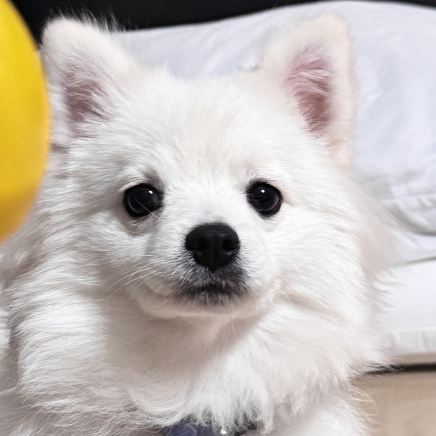 TOTO | Raza Pomerania | Perdido