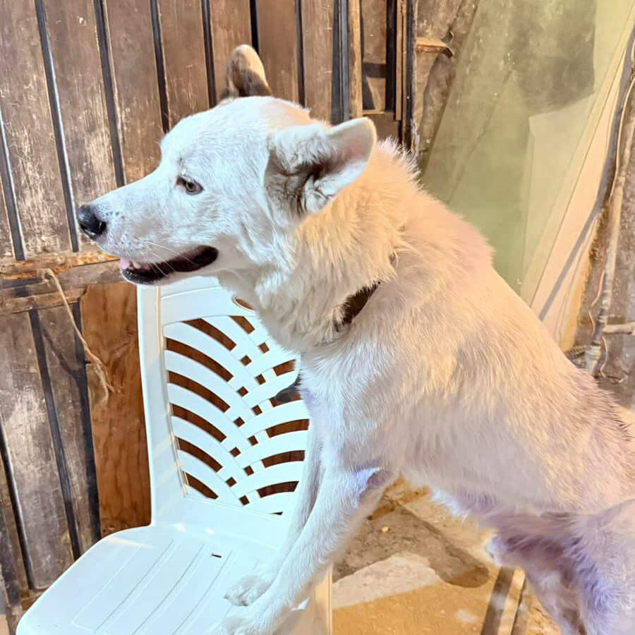 LOBITO | Raza Mestizo | En Adopción